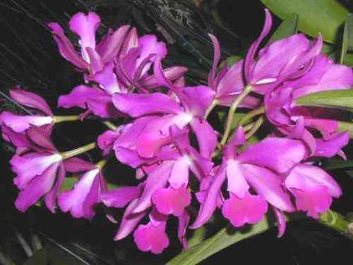 Cattleya Bactia Grapewax 'Thanh Nguyen'